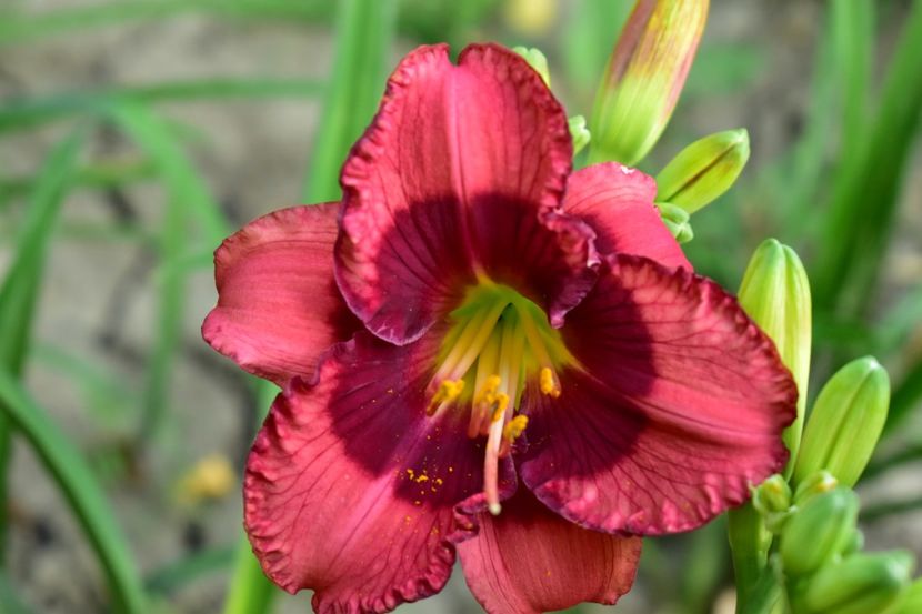  - Hemerocallis 2021