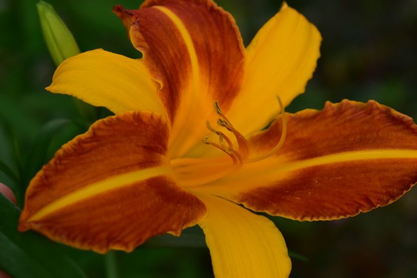  - Hemerocallis 2021