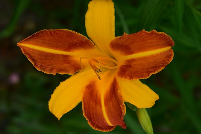  - Hemerocallis 2021