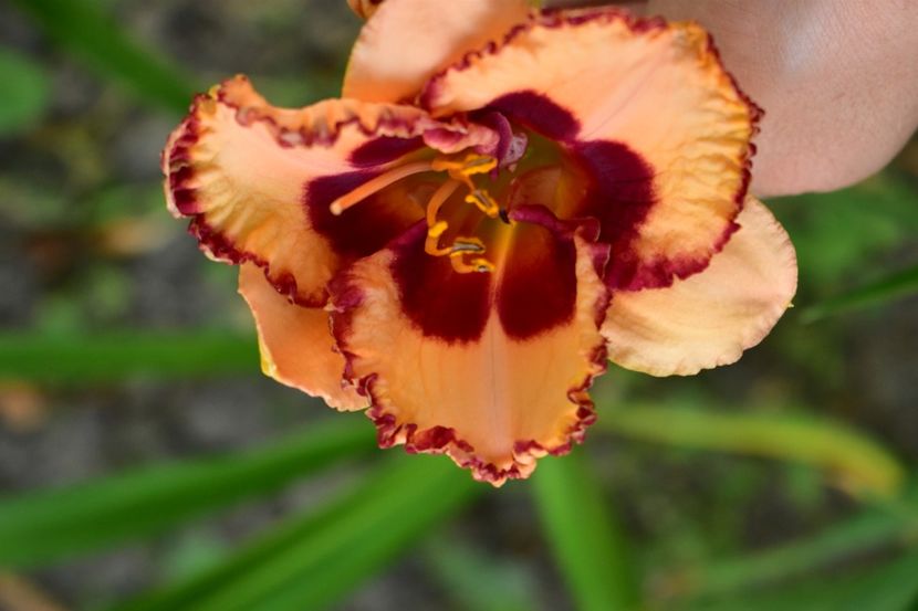  - Hemerocallis 2021