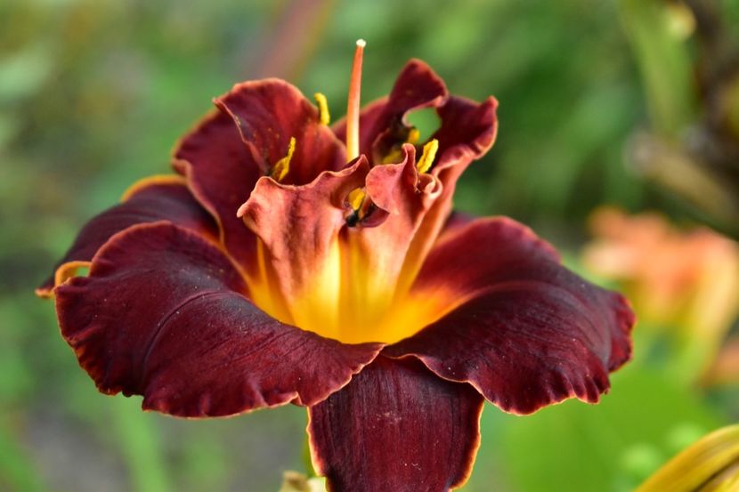  - Hemerocallis 2021