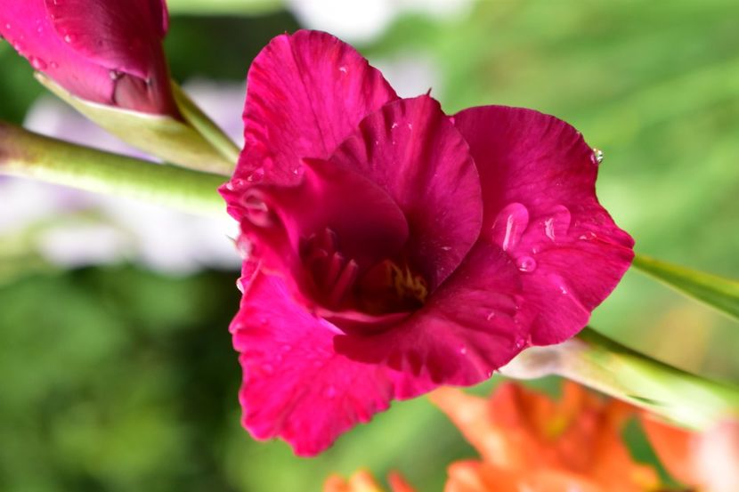  - Gladiole 2021
