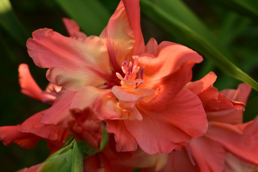  - Gladiole 2021
