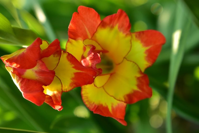 - Gladiole 2021