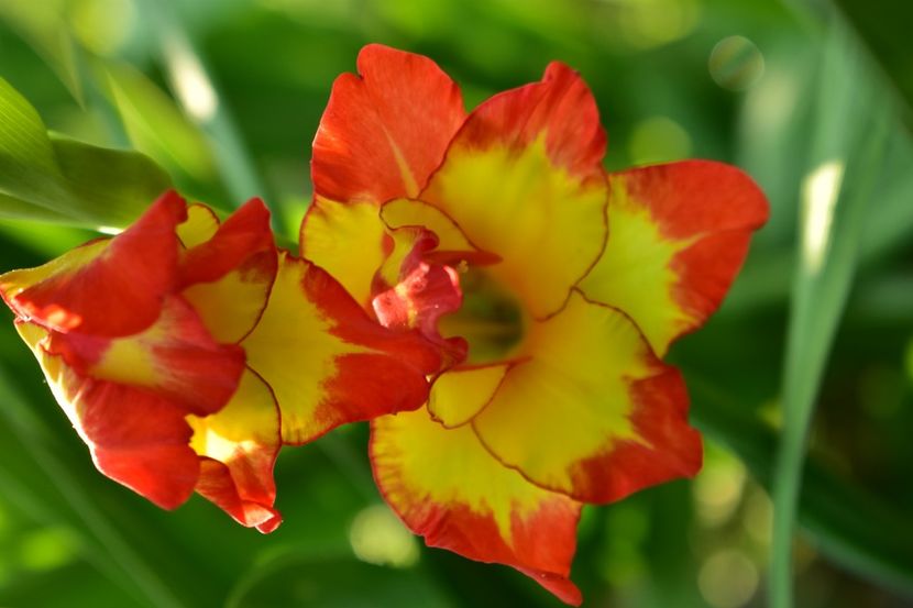  - Gladiole 2021
