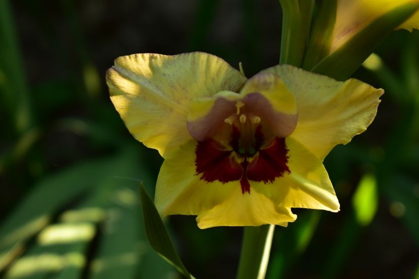 - Gladiole 2021