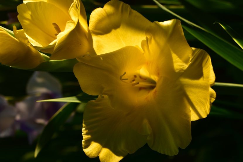  - Gladiole 2021