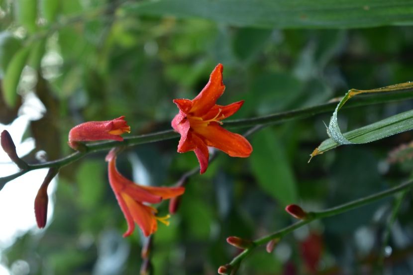  - Gladiole 2021