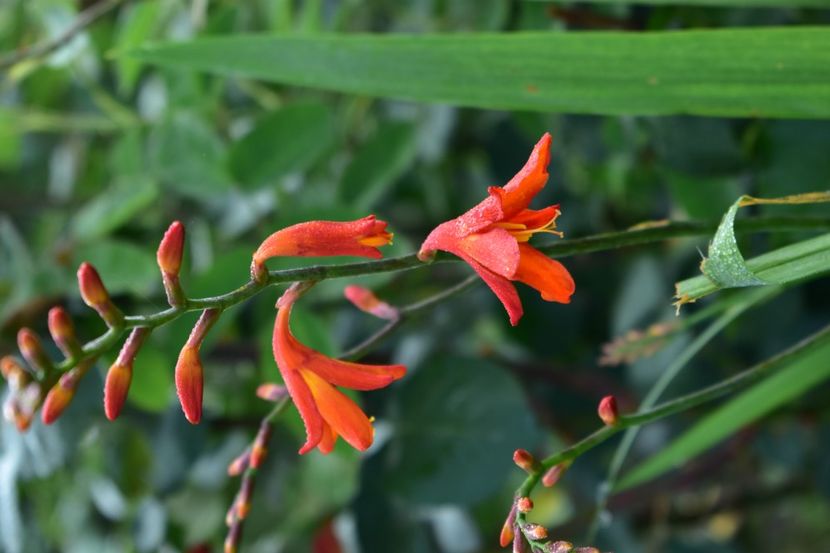  - Gladiole 2021