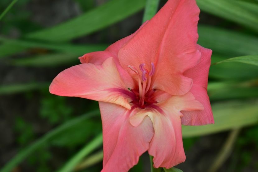  - Gladiole 2021