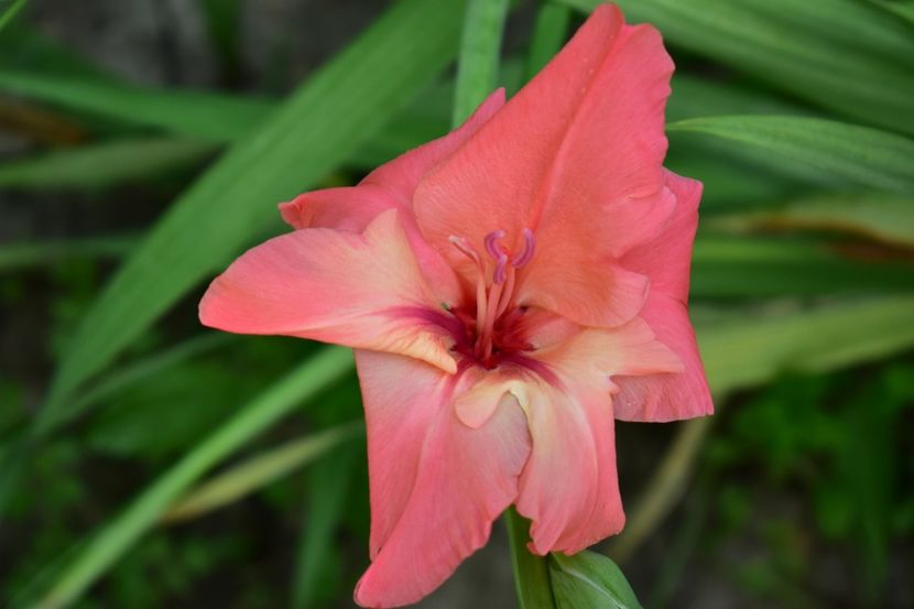  - Gladiole 2021