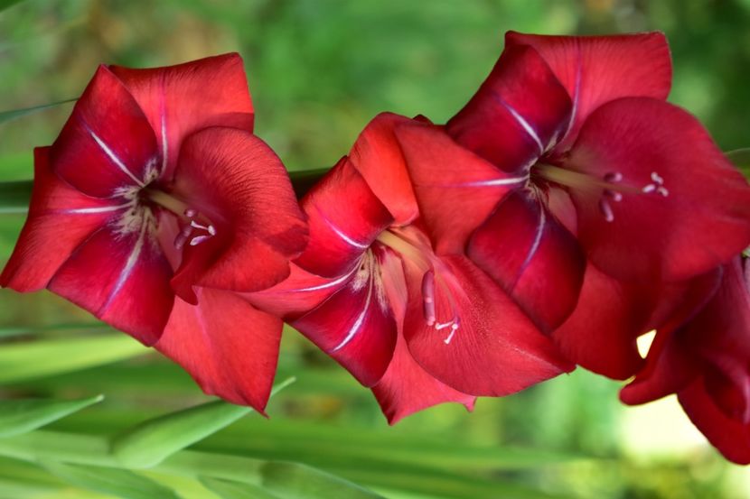  - Gladiole 2021