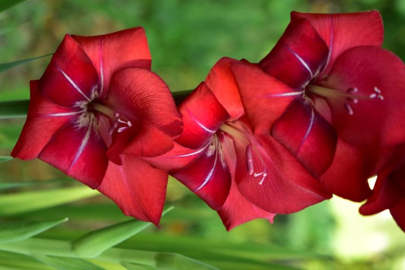  - Gladiole 2021