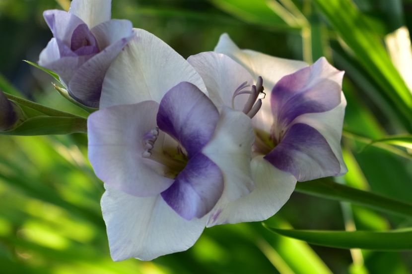  - Gladiole 2021