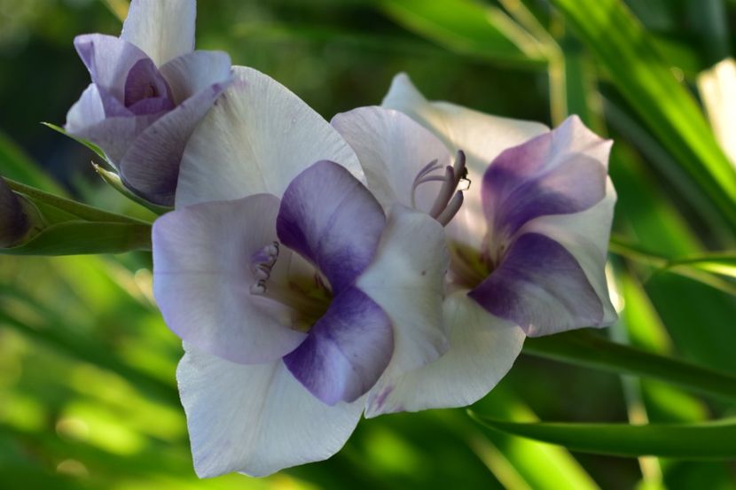  - Gladiole 2021