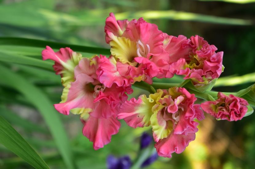  - Gladiole 2021