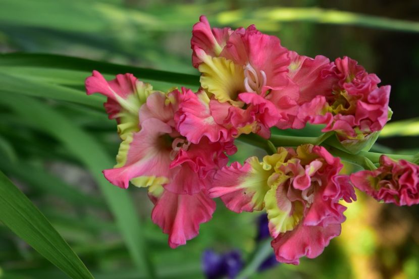  - Gladiole 2021