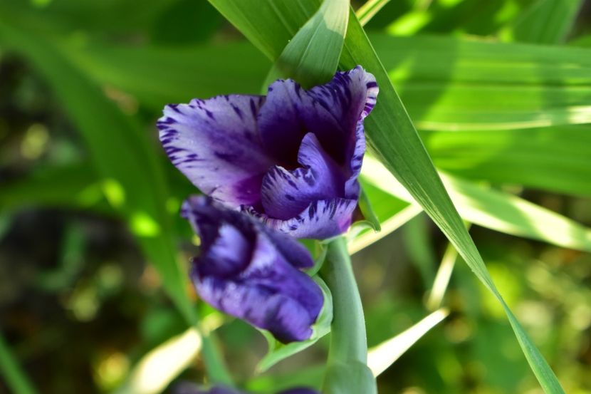  - Gladiole 2021