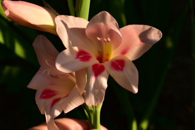  - Gladiole 2021