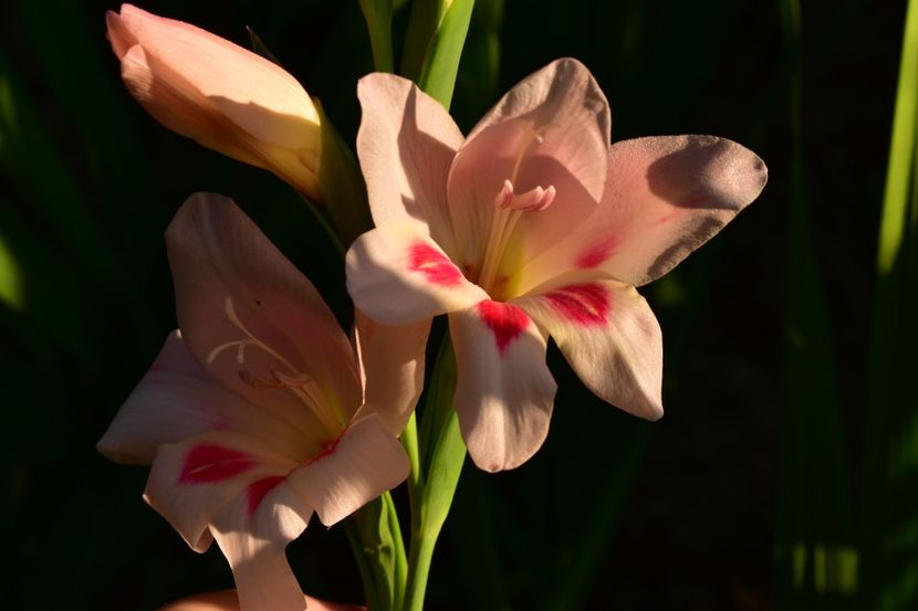 - Gladiole 2021