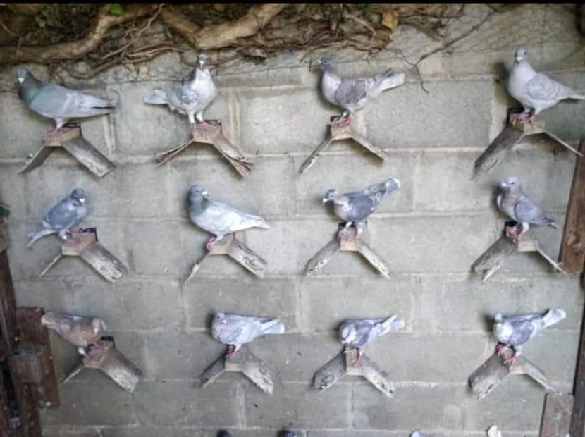  - NU IMI APARTIN ALBUM NR 2