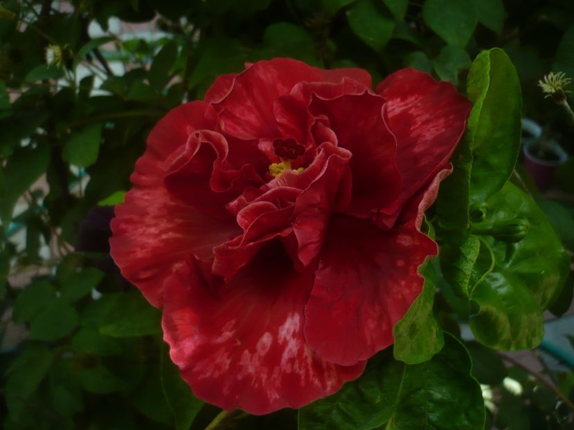 23.07.2021 - New Idea