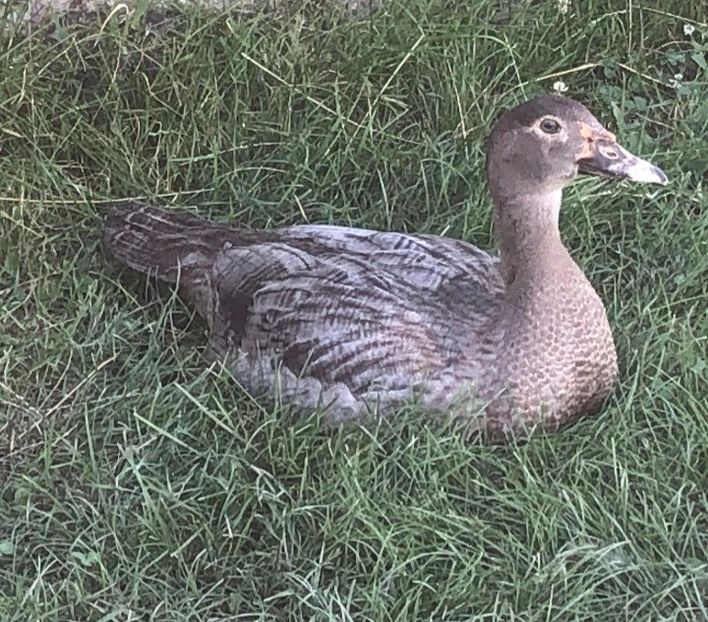 Ratoi - Bomboane asortate 2021