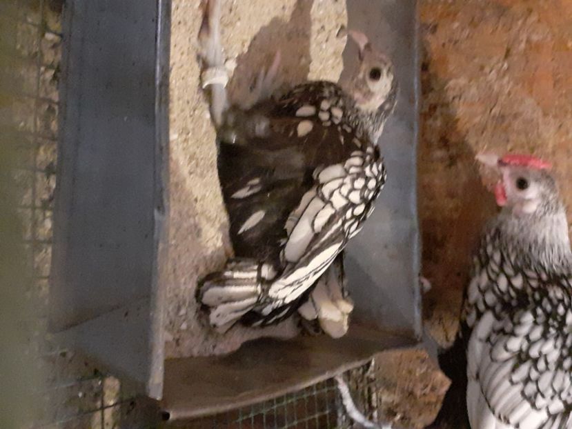 In tava - Tineret sebright 2021