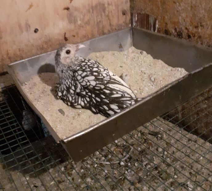 La scaldat - Tineret sebright 2021