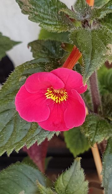 XA Dor - Achimenes 2021