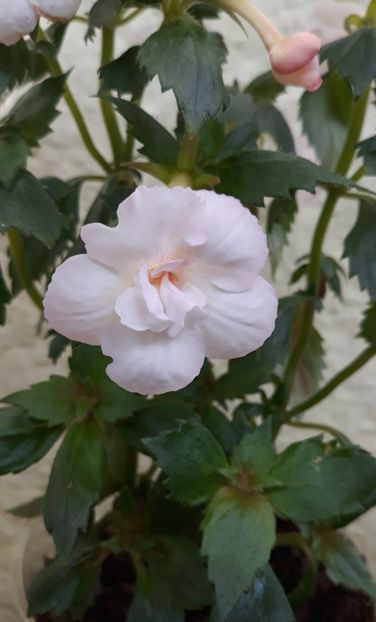 2021 - 001 2021 - Amelia Vitorino Sport