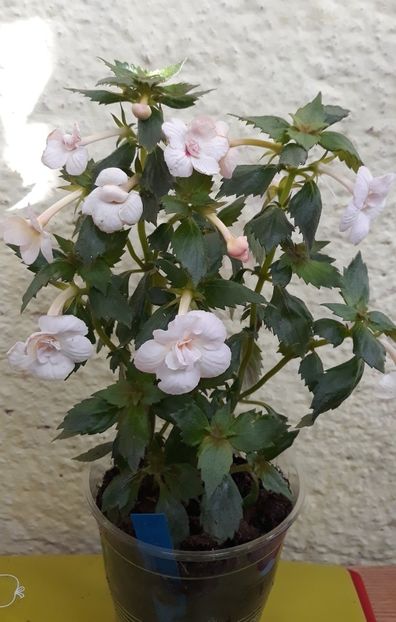  - 001 2021 - Amelia Vitorino Sport