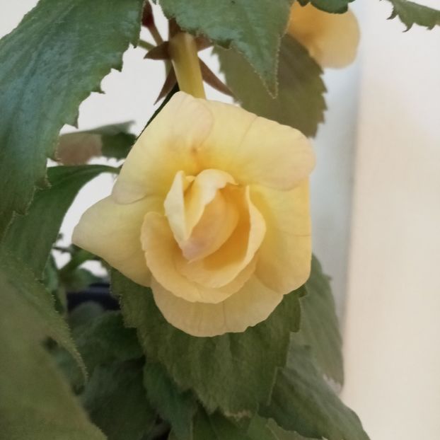 RFs Tropicana - 00 2021