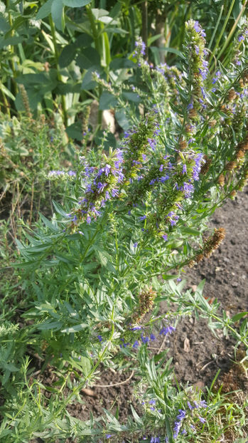 hyssopus officinalis(isop) - Gradina si terasa PrimaLuce_8-Hello 2021