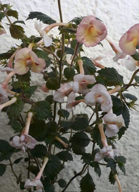 2021 - 001 2021 - Limoncello