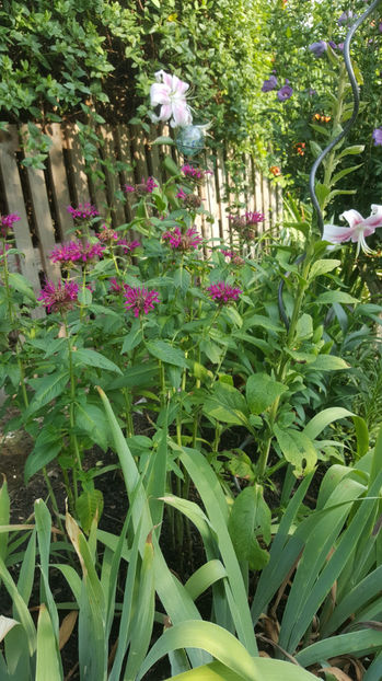 monarda didyma(menta indiana) - Gradina si terasa PrimaLuce_8-Hello 2021
