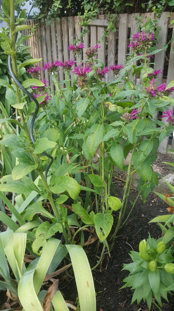 monarda didyma(menta indiana) - Gradina si terasa PrimaLuce_8-Hello 2021