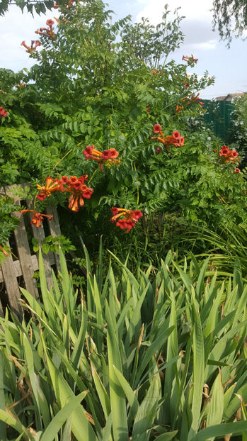campsis radicans(luleaua turcului) - Gradina si terasa PrimaLuce_8-Hello 2021