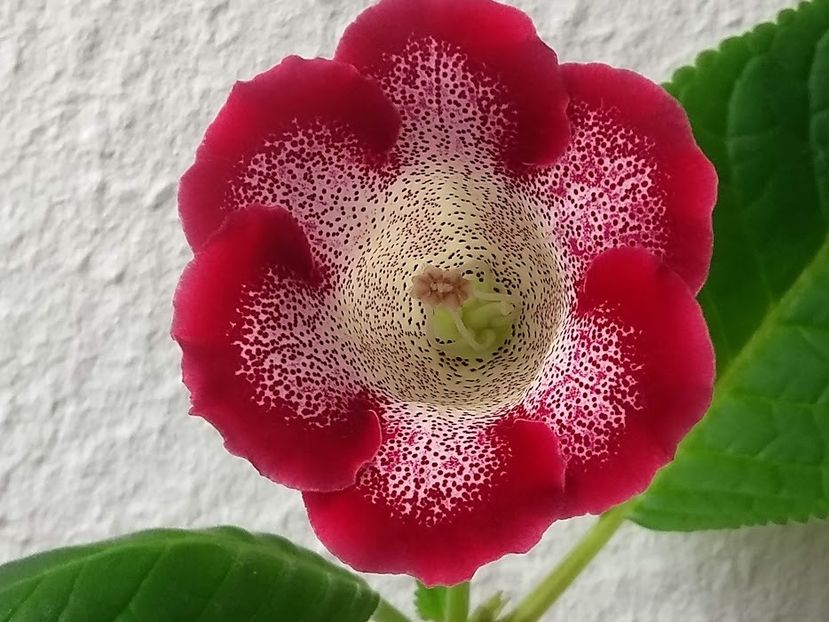 24c - Gloxinia din seminte 2020-2021