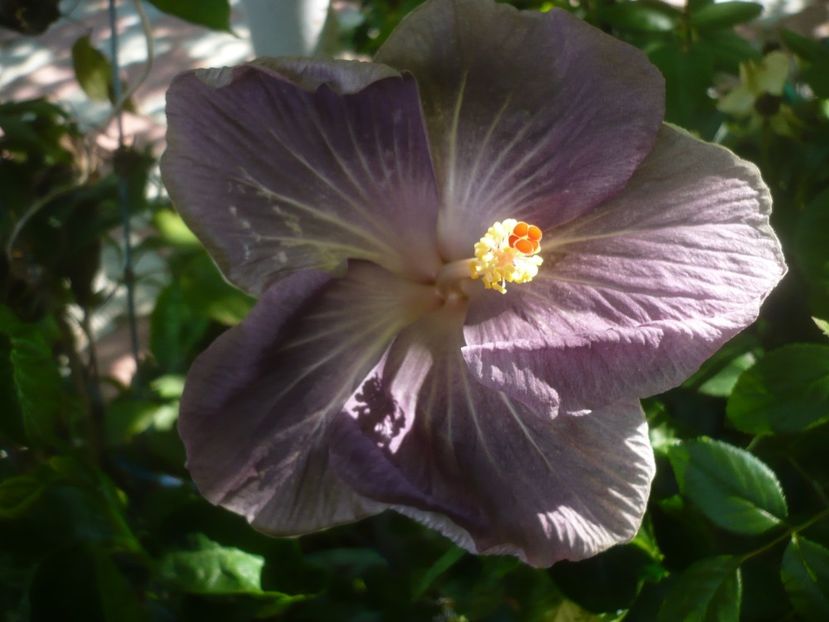 P1500056 - HIBISCUSI 2021-3