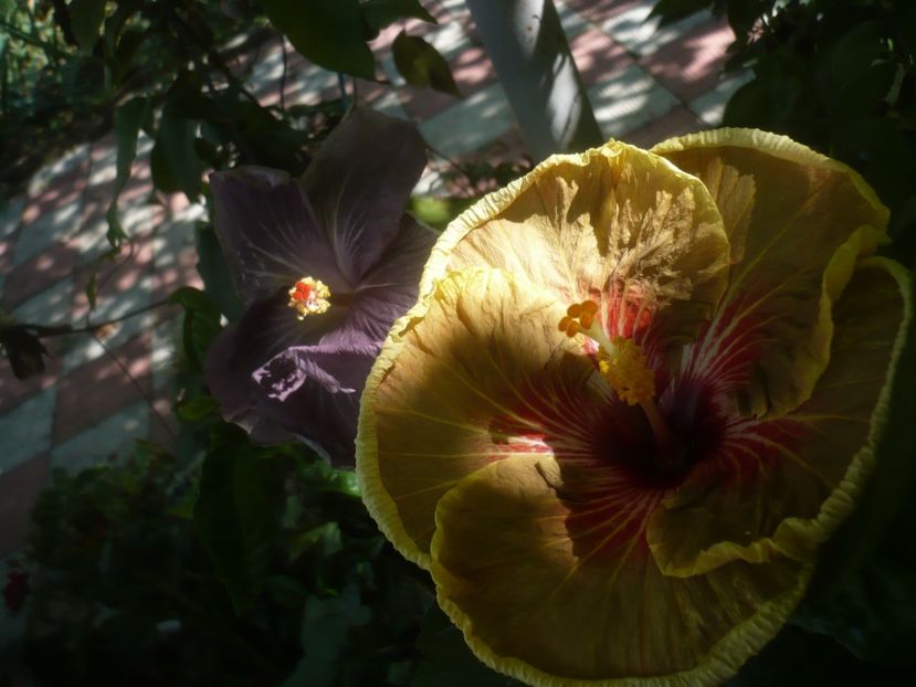 P1500059 - HIBISCUSI 2021-3
