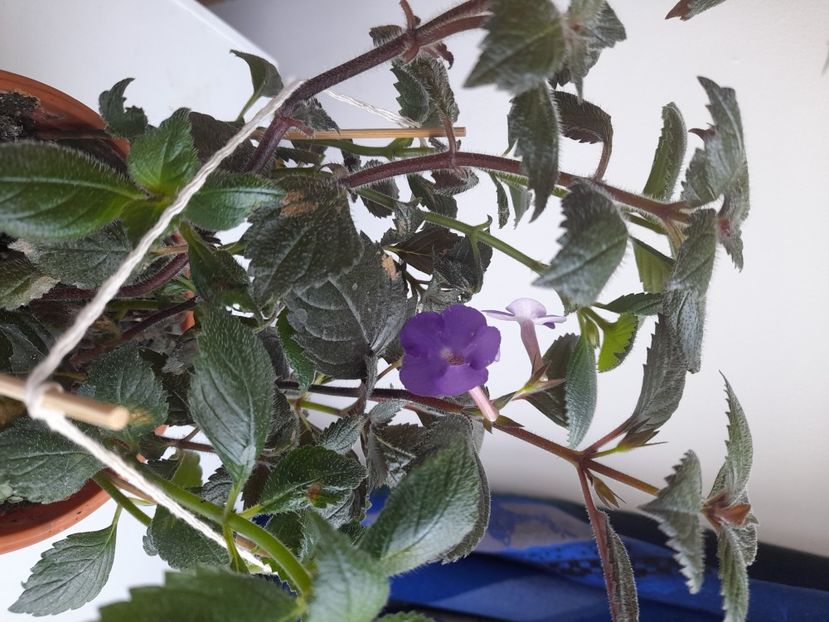  - GESNERIACEAE