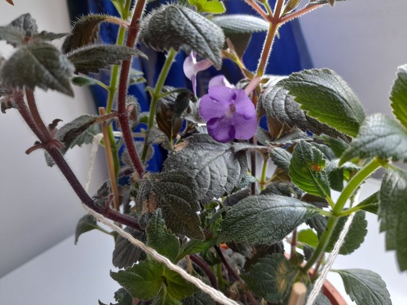  - GESNERIACEAE