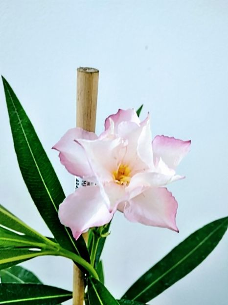 Leandru Provence - Plante disponibile