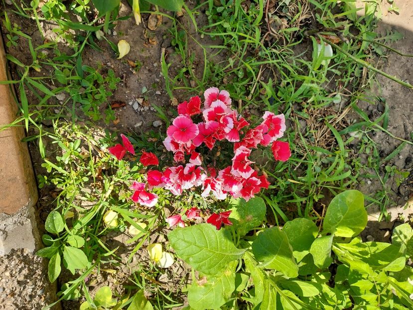 Garofițele mele - Flori grădină