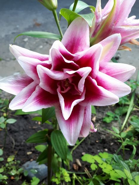 20210724_174329(0) - Crini