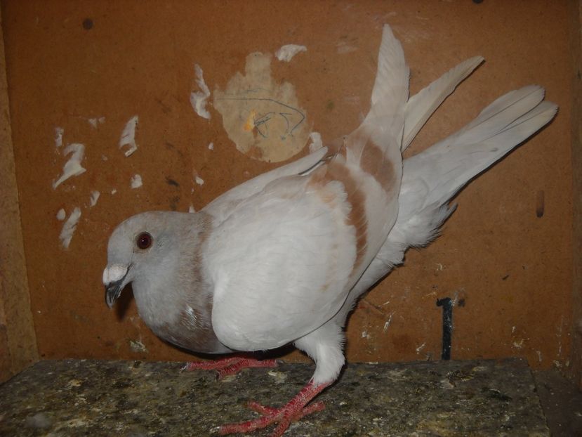  - UNDEVA IN SUCEAVA arhiva