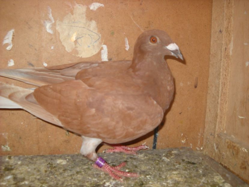  - UNDEVA IN SUCEAVA arhiva