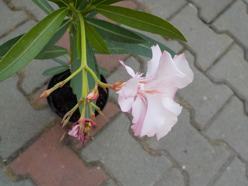  - madam hellena nr82