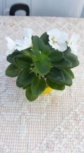 17 iul - Alans White Feather